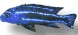 Melanochromis sp. northern blue