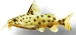 Synodontis njassae